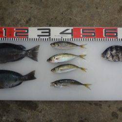 のとじま臨海公園海づりセンター 釣果