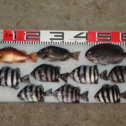 のとじま臨海公園海づりセンター 釣果