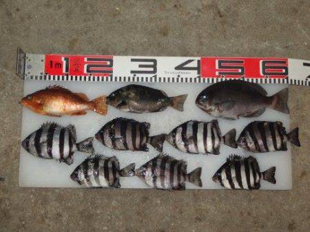 のとじま臨海公園海づりセンター 釣果