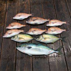 由良海上釣り堀 海人 釣果