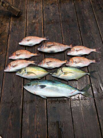 由良海上釣り堀 海人 釣果