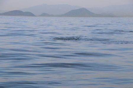 スカイマリン 釣果