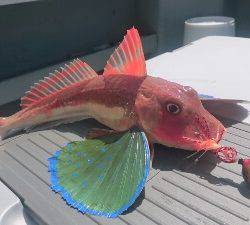 IDATEN(イダテン) 釣果