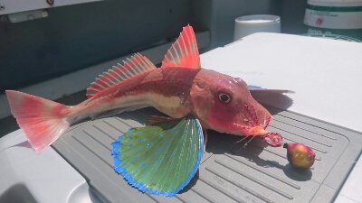 IDATEN(イダテン) 釣果