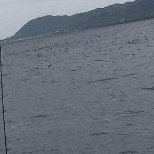 松栄丸 釣果