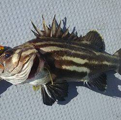黒ひげ 釣果
