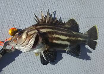 黒ひげ 釣果