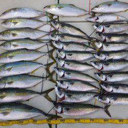 Hit Rush(ヒット ラッシュ） 釣果