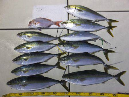 Hit Rush(ヒット ラッシュ） 釣果…