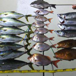 Hit Rush(ヒット ラッシュ) 釣果