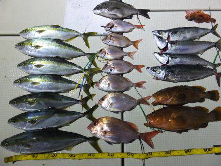 Hit Rush(ヒット ラッシュ） 釣果…