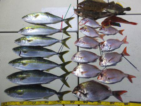 Hit Rush(ヒット ラッシュ） 釣果…