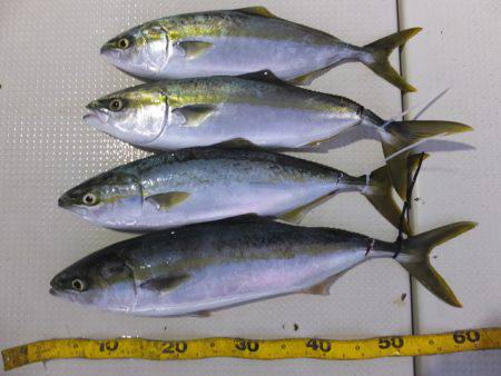 Hit Rush(ヒット ラッシュ） 釣果…