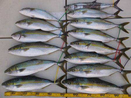 Hit Rush(ヒット ラッシュ） 釣果…