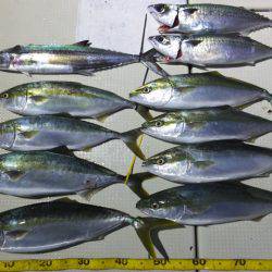 Hit Rush(ヒット ラッシュ） 釣果