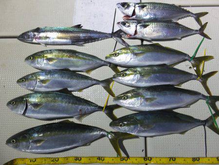 Hit Rush(ヒット ラッシュ） 釣果…