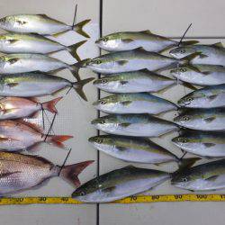 Hit Rush(ヒット ラッシュ) 釣果