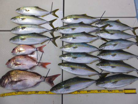 Hit Rush(ヒット ラッシュ） 釣果…