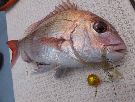 Hit Rush(ヒット ラッシュ） 釣果