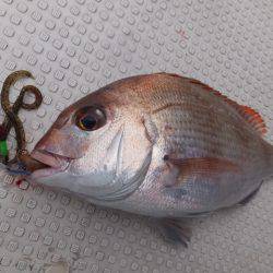 Hit Rush(ヒット ラッシュ） 釣果