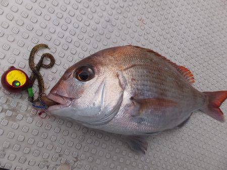 Hit Rush(ヒット ラッシュ） 釣果