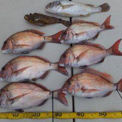 Hit Rush(ヒット ラッシュ） 釣果