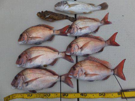 Hit Rush(ヒット ラッシュ） 釣果…