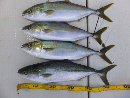 Hit Rush(ヒット ラッシュ） 釣果…