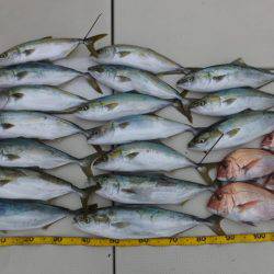 Hit Rush(ヒット ラッシュ) 釣果