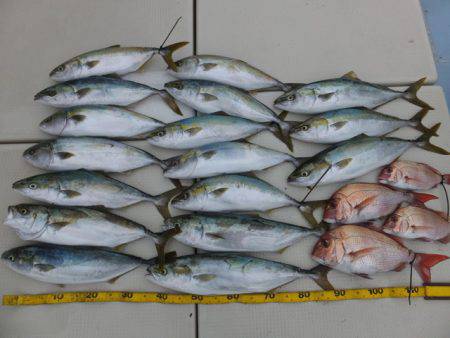 Hit Rush(ヒット ラッシュ） 釣果…