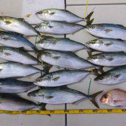 Hit Rush(ヒット ラッシュ） 釣果