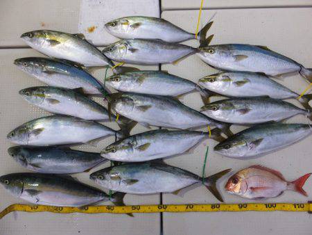 Hit Rush(ヒット ラッシュ） 釣果…