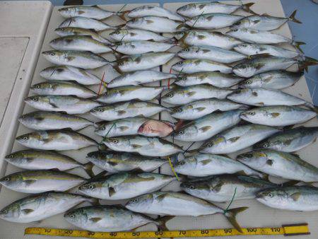 Hit Rush(ヒット ラッシュ） 釣果…