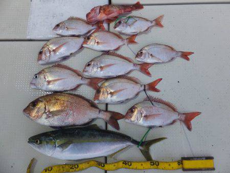 Hit Rush(ヒット ラッシュ） 釣果…