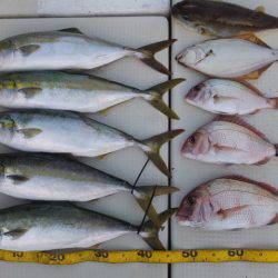 Hit Rush(ヒット ラッシュ) 釣果