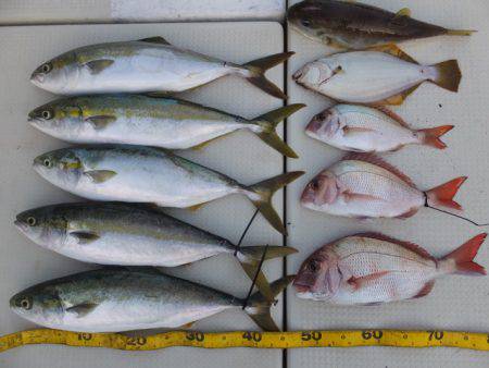 Hit Rush(ヒット ラッシュ） 釣果…