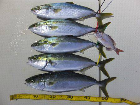 Hit Rush(ヒット ラッシュ） 釣果…