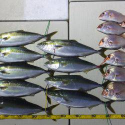 Hit Rush(ヒット ラッシュ） 釣果