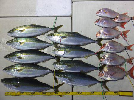 Hit Rush(ヒット ラッシュ） 釣果…