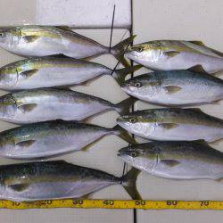 Hit Rush(ヒット ラッシュ） 釣果