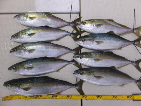 Hit Rush(ヒット ラッシュ） 釣果…