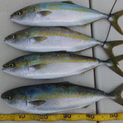 Hit Rush(ヒット ラッシュ） 釣果