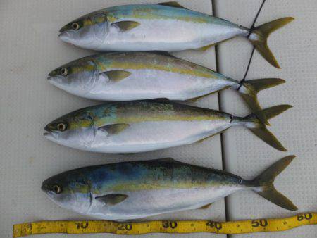 Hit Rush(ヒット ラッシュ） 釣果…