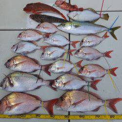 Hit Rush(ヒット ラッシュ） 釣果