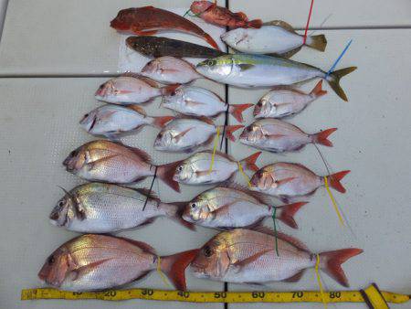 Hit Rush(ヒット ラッシュ） 釣果…