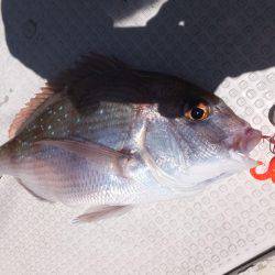 Hit Rush(ヒット ラッシュ) 釣果