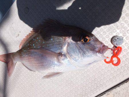 Hit Rush(ヒット ラッシュ） 釣果…