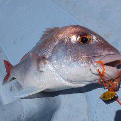 Hit Rush(ヒット ラッシュ) 釣果