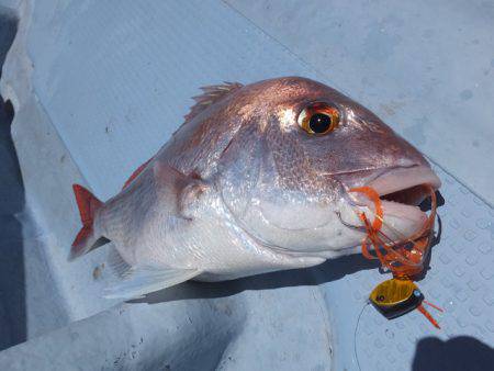 Hit Rush(ヒット ラッシュ) 釣果