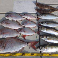 Hit Rush(ヒット ラッシュ) 釣果